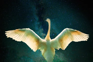 Cygnus, 2017